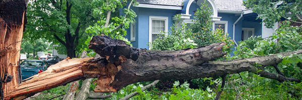 A large tree branch split off a tree trunk and fell in front of a blue house.